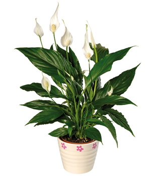 house plant lily
