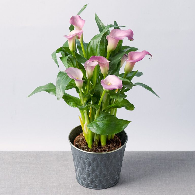 House Plants – Flowers By Post